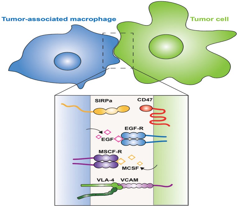 The interaction between macrophage and tumor cells.