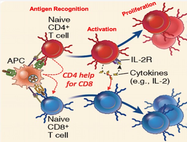 GTOnco™ T Cell Activation & Proliferation Assay