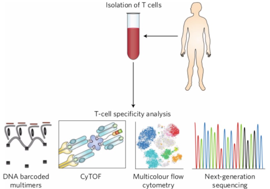 T-cell specificity profiling.