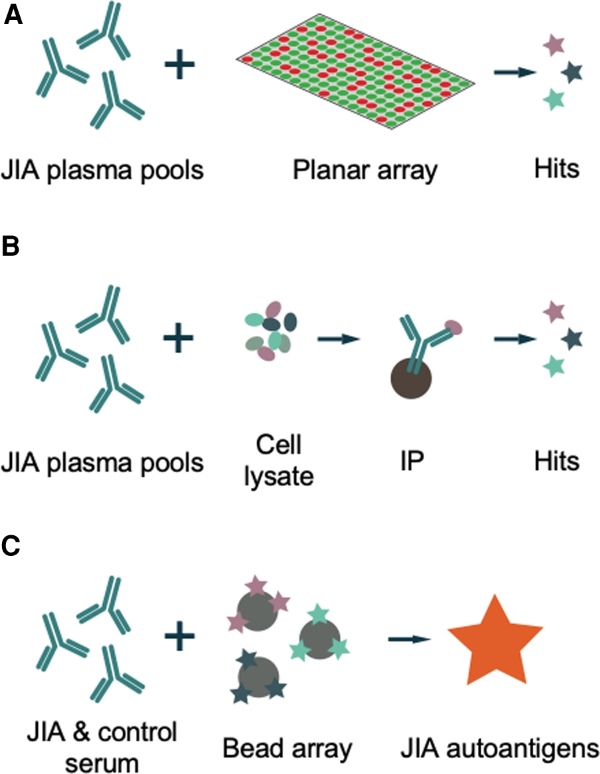 Schematic analysis of JIA plasma for peptide antigens. (Arve-Butler, et al., 2023)