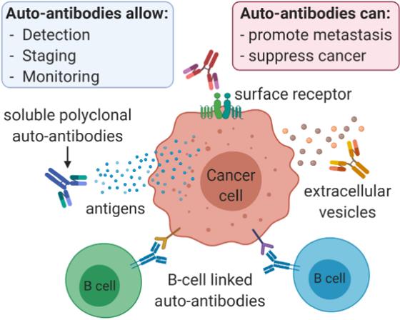 Potential mechanisms of autoantibody-induced anti-tumor immunity.