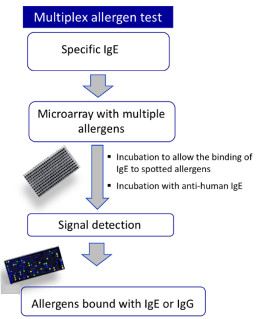 The layout and principles of IgE microarray assay.