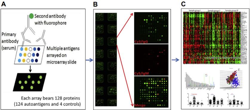 Antigen microarrays for the study of autoimmune diseases. (Zhu, et al., 2015)