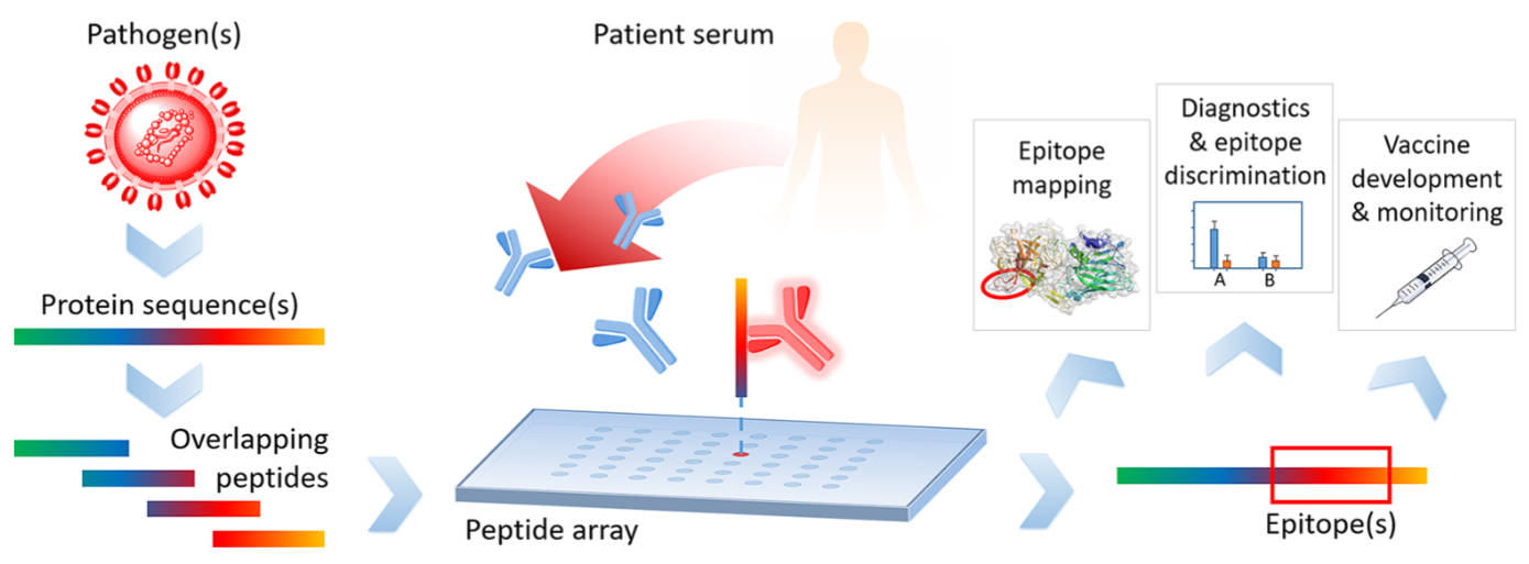 Fig.1 The typical workflow of a peptide microarray experiment. (Heiss, et al., 2020)