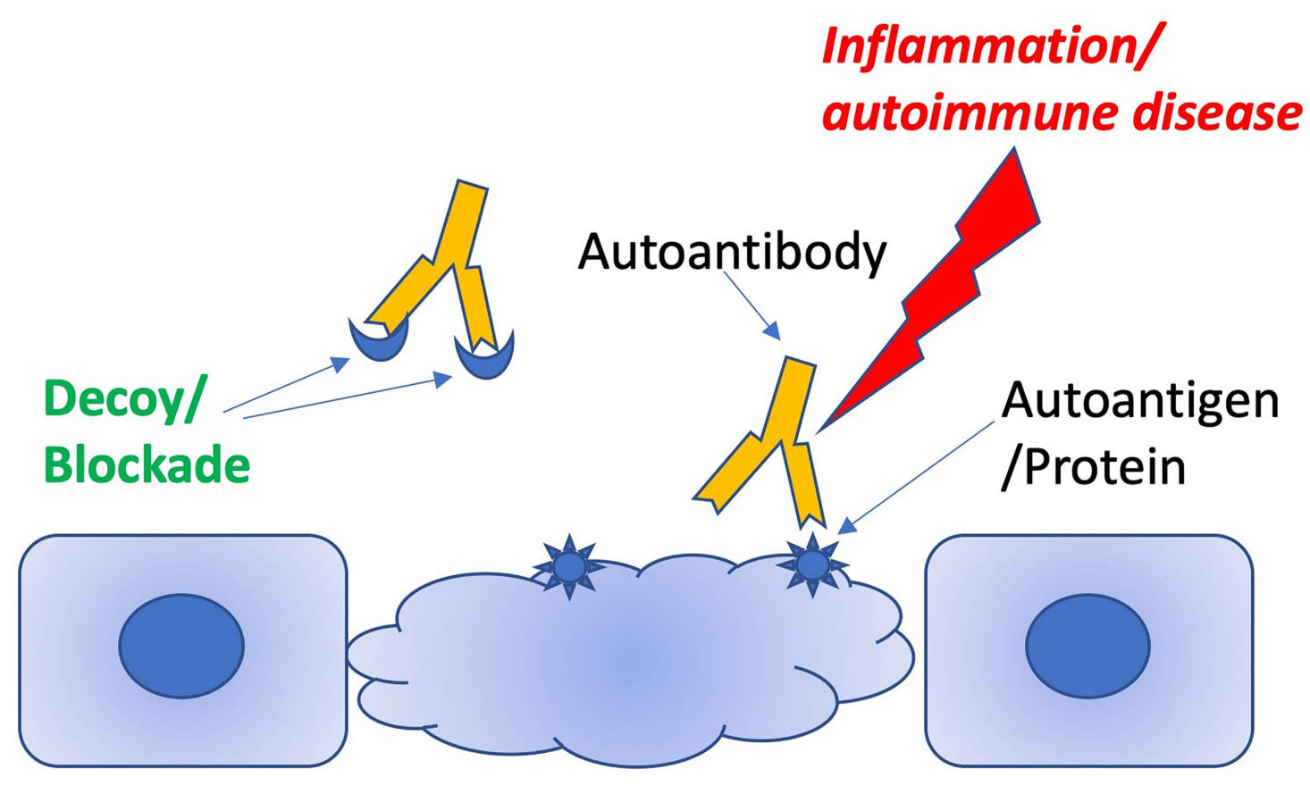 Fig.1 Schematic illustrating how decoy peptides can distract pathogenic antibodies from targeting autoantigens. (Cardozo, et al., 2022)