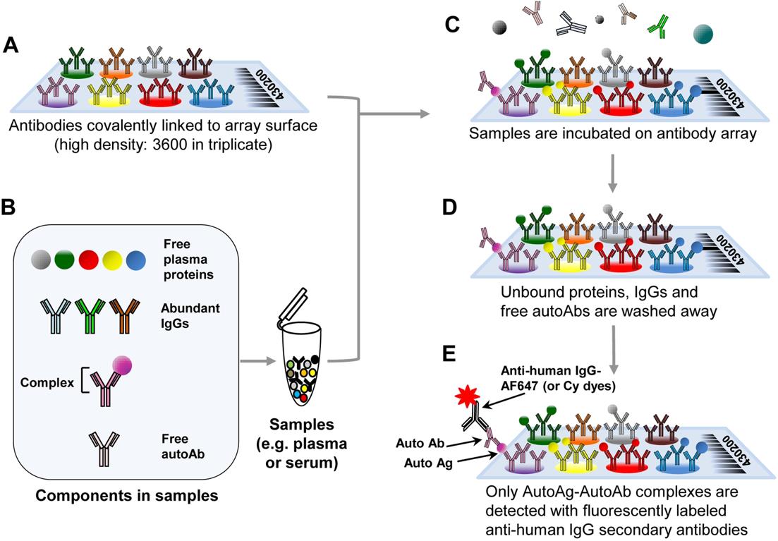 Schematic overview of the autoantibody-autoantigen complex profiling array method. (Rho & Lampe, 2013)