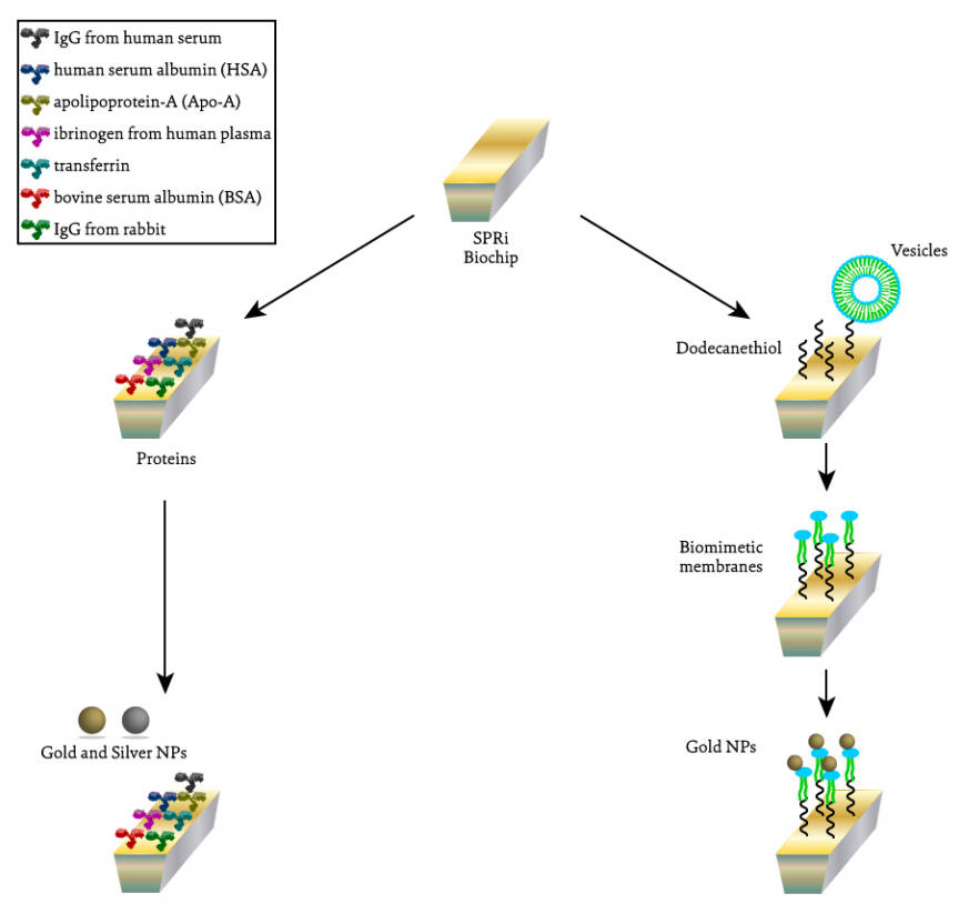 Fig.1 Schematic representation of the different SPRi assays performed to evaluate the interaction between silver and gold NPs and proteins (on the left) and between gold NPs and lipidic membranes (on the right). (de Macedo, et al., 2022)