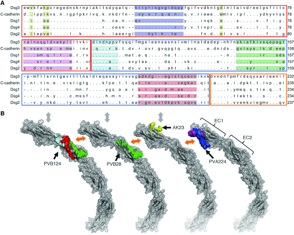 Fig.1 Epitope mapping of 3 pathogenic antibodies. (Veronica, 2014)