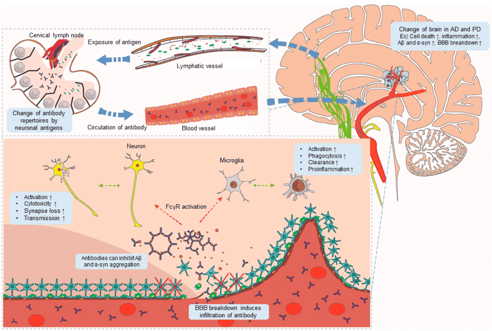Potential roles of autoantibodies in Alzheimer’s disease.