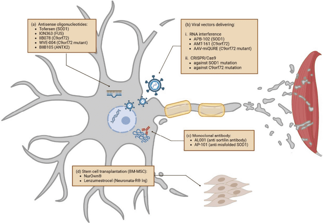 Main pathogenic processes and potential therapies in amyotrophic lateral sclerosis.