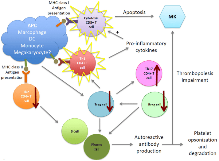 Simplified representation of the pathophysiology of ITP.