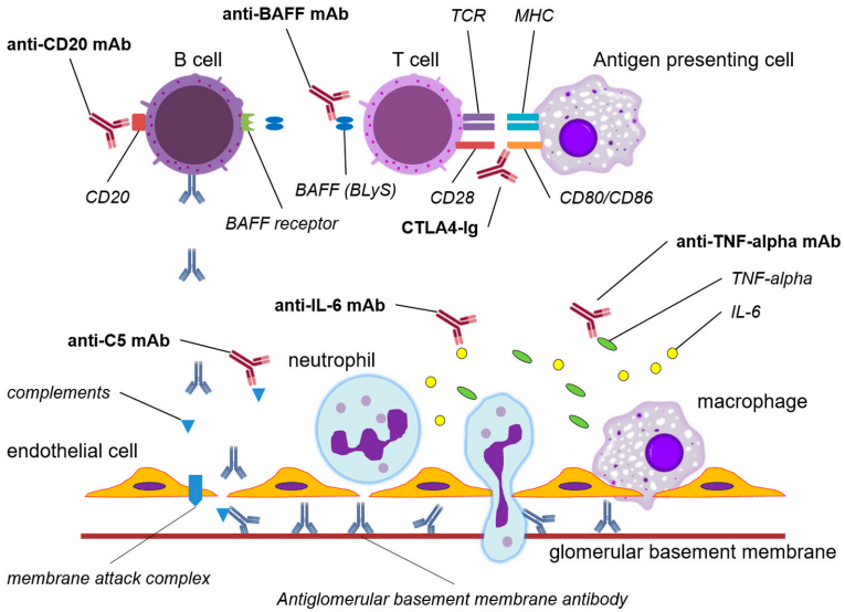 The possible mechanisms of anti-GBM attack.