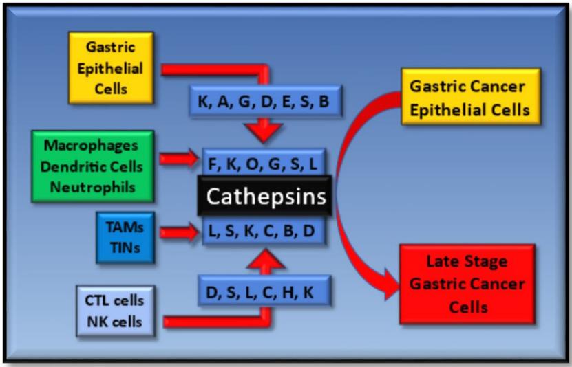 Role of cathepsins in tumor metastasis process.