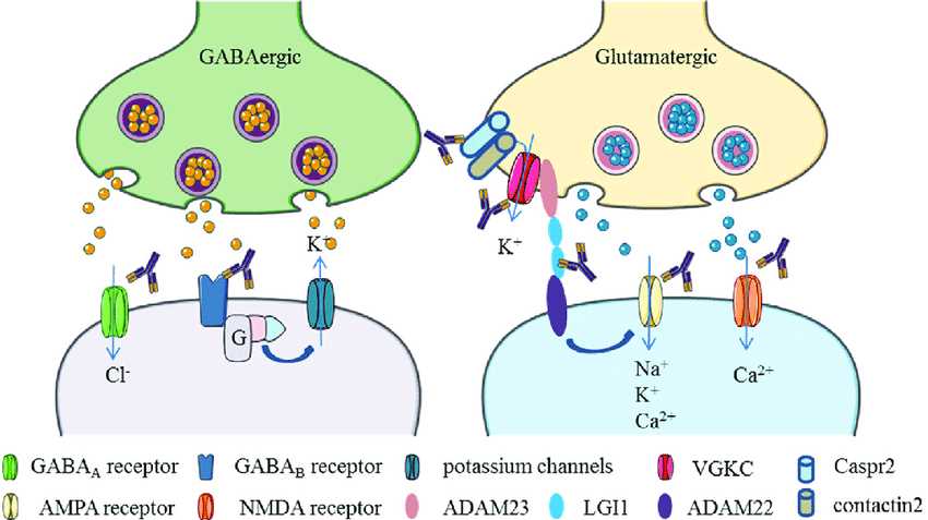 Neuronal surface autoantibodies target neuronal receptors, ion channels, and/or associated proteins that commonly affect GABA and glutamate transmission in the brain.