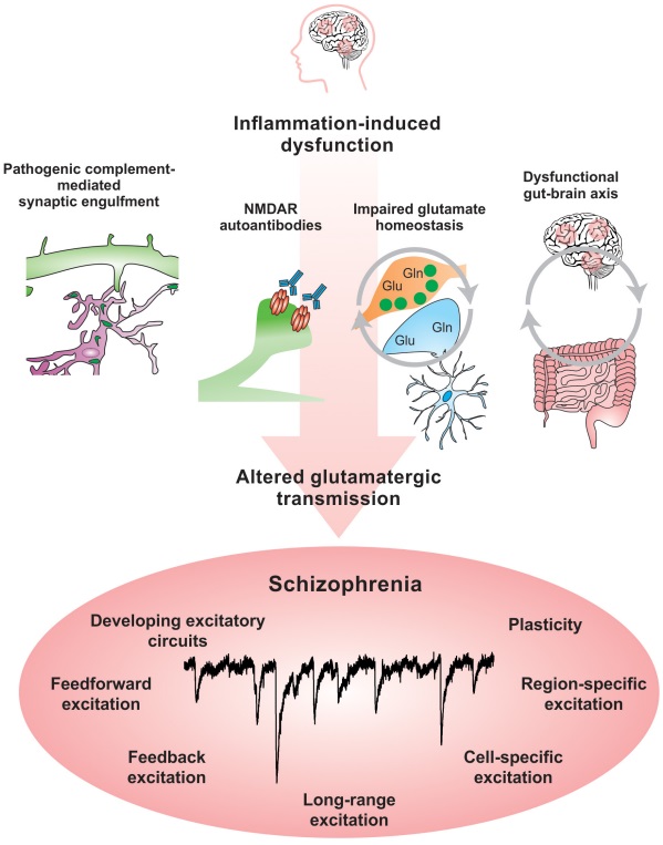 Mechanisms involved in the presence of antibodies in the central nervous system.