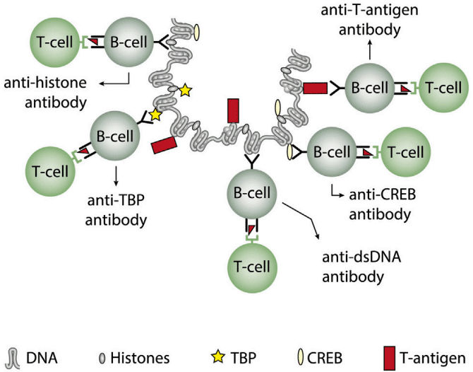 Pathogenicity of anti-dsDNA antibodies.