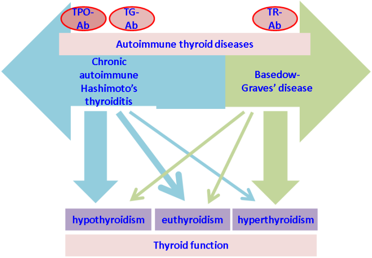 Thyroid follicle and the location of the major thyroid autoantigens: TPO.