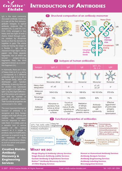 A Brief Introduction to Antibodies