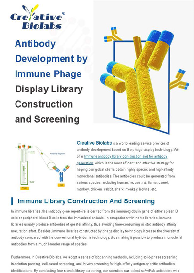 Antibody Development by Immune Phage Library