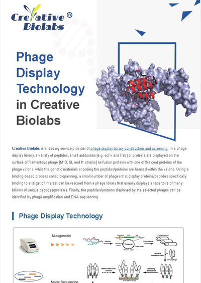 Phage Display Technology in Creative Biolabs