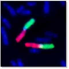 Human chromosome 1 arm painting probe