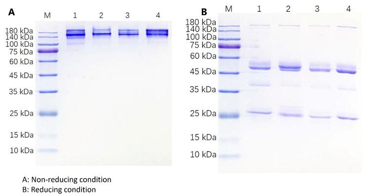 Fig.2 PAGE analysis of four purified antibodies (Lane 1-4). (Creative Biolabs Originial)