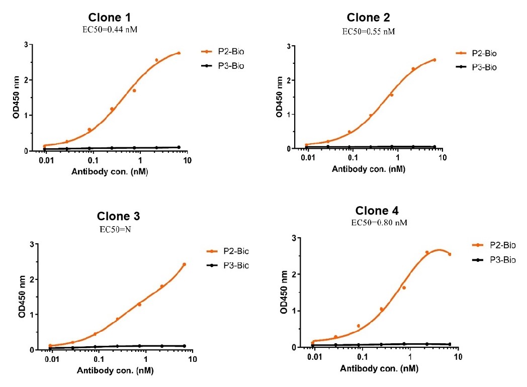 Fig.3 Affinity measurement of four clones. (Creative Biolabs Originial)