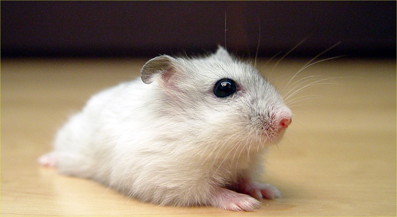 Fig.2 Pearl Winter White Russian Dwarf Hamster. (https://en.wikipedia.org/wiki/Winter_white_dwarf_hamster#/media/File:Pearl_Winter_White_Russian_Dwarf_Hamster_-_Front.jpg)