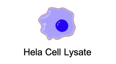 Hela Cell Lysate (Creative Biolabs)