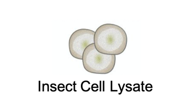 Insect Cell Lysate (Creative Biolabs)