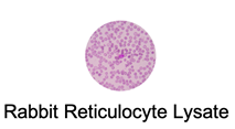 Rabbit Reticulocyte Lysate