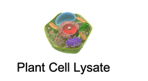 Plant Cell Lysate