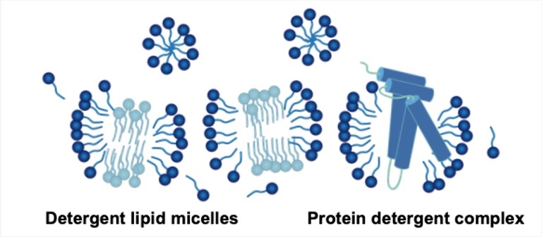 Membrane Protein Solubilization in Detergent (Creative Biolabs)
