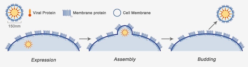 Membrane Protein Expression in VLPs (Creative Biolabs)