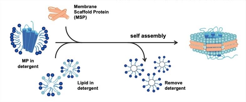 Membrane Protein Reconstituted in Nanodiscs (Creative Biolabs)