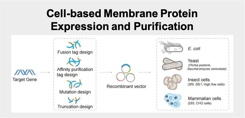 Cell-based Membrane Protein Expression and Purification (Creative Biolabs)