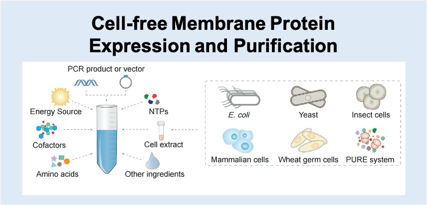 Cell-free Membrane Protein Expression and Purification (Creative Biolabs)