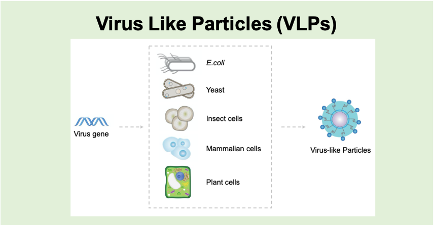 Virus Like Particles (VLPs) (Creative Biolabs)