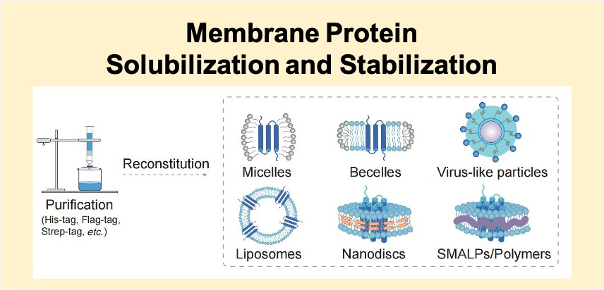 Membrane Protein Solubilization and Stabilization (Creative Biolabs)