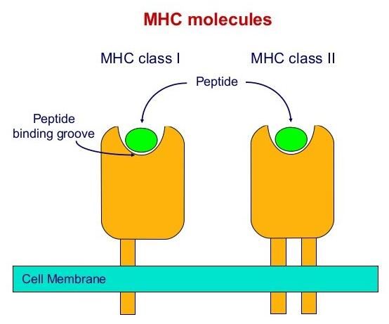 MHC-binding Peptidome Identification Service