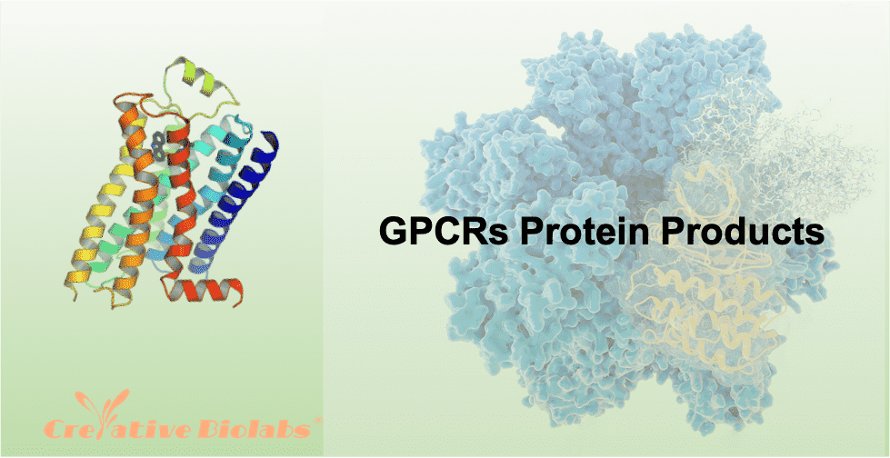 gpcrs-protein-products