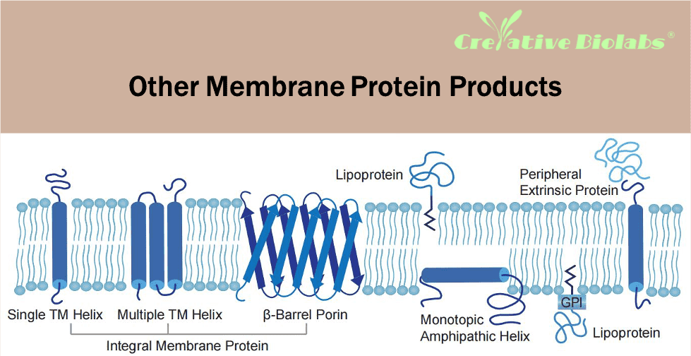 other-membrane-protein-products