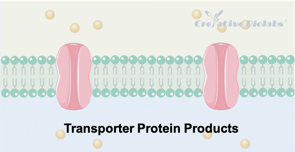 transporter-protein-products