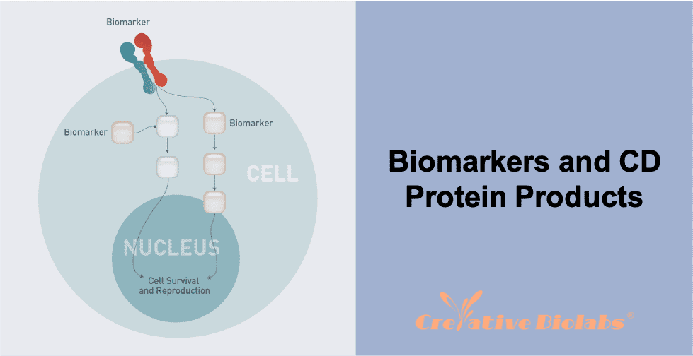 cd-protein-products