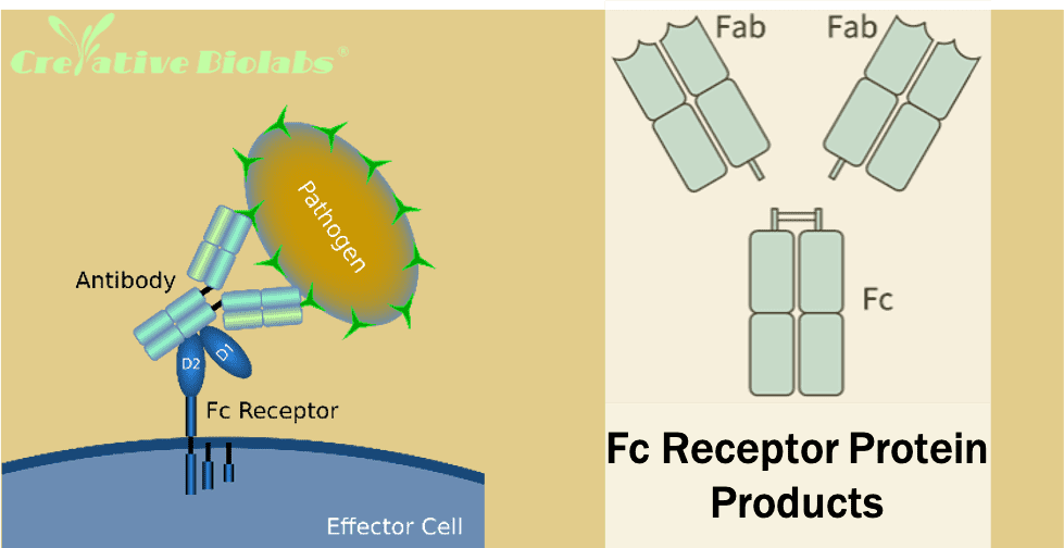 fc-receptor-protein-products