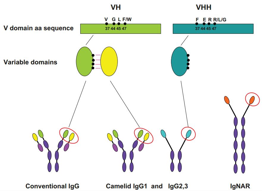 Representation of the single domain antibody specific features. Single domain antibodies are able to derive from different immunoglobulines. Camelid VHs and VHHs differ for four hallmark amino acid residues which are pivotal for keeping the V domain stability when it is expressed paired to the VL domain or alone, respectively.