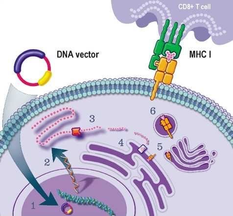 The conceptual graphs of DNA immunization. Through DNA immunization, the immune vectors contain the interested DNA are delivered into the living cells. The <em>in vivo</em> expressed  foreign proteins are then processed and presented <em>via</em> MHC  pathway to alert the immune system.