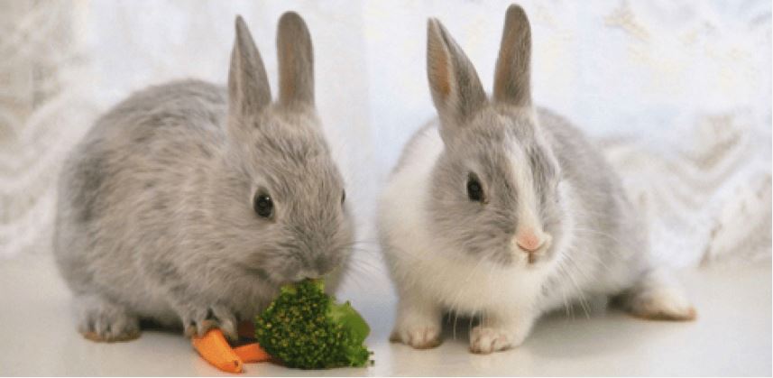 De Novo Rabbit Antibody Sequencing Service
