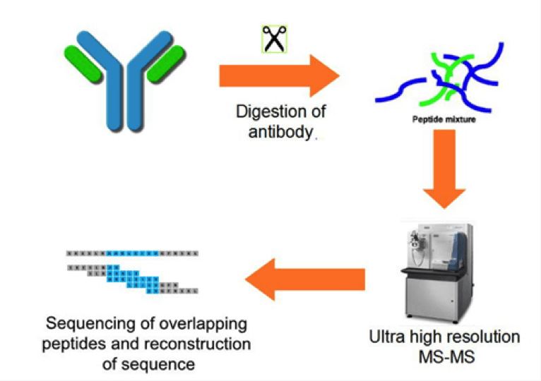 De Novo Antibody Sequencing Workflow