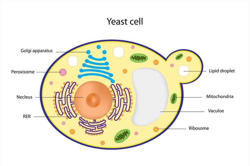 Fig 1. Yeast cell. (Creative Biolabs Authorized)